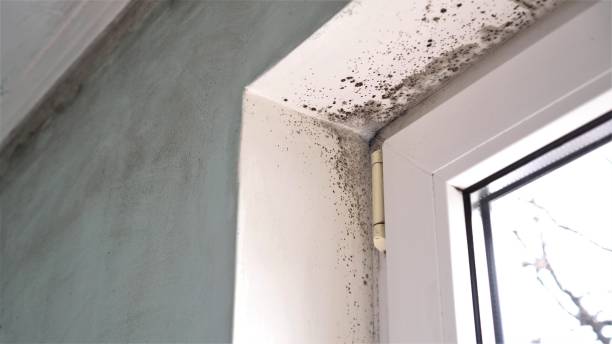 Asbestos and Lead Testing During Mold Inspection in Cataula, GA